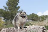 SPITZ ALLEMAND 046